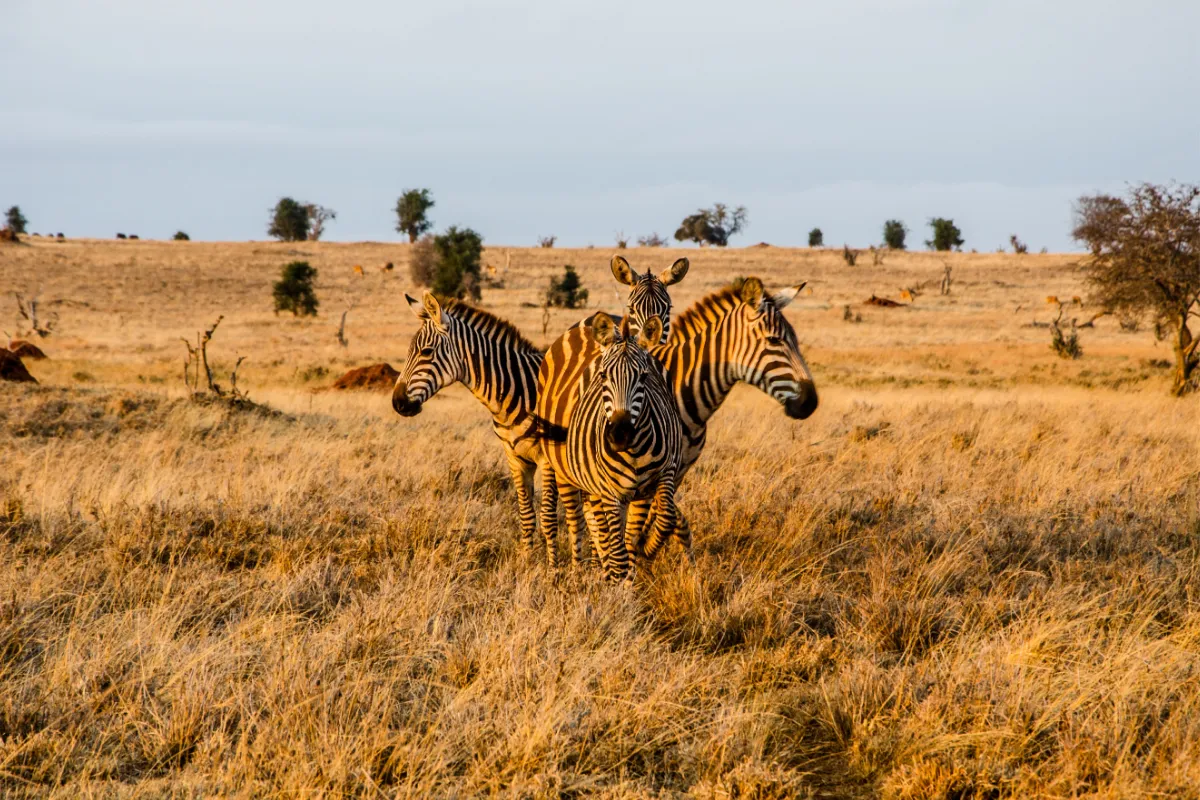 Tsavo National Park